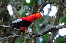 Andean Cock-of-the-rock