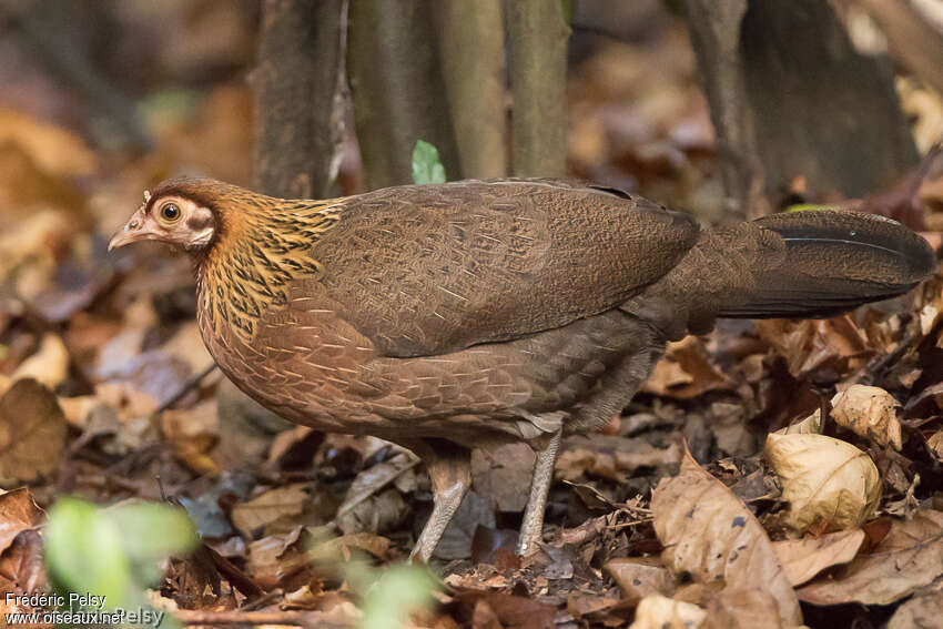 Red Junglefowl female adult, close-up portrait, aspect