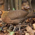 Red Junglefowl
