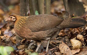 Red Junglefowl