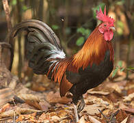 Red Junglefowl