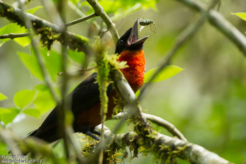 Red-ruffed Fruitcrowadult, eats