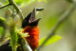 Red-ruffed Fruitcrow