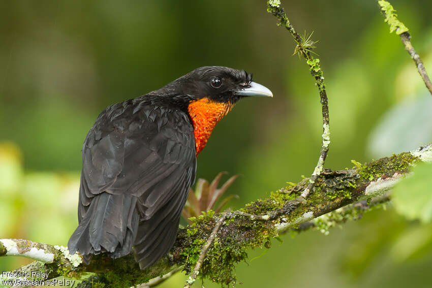 Red-ruffed Fruitcrowadult, pigmentation, Behaviour