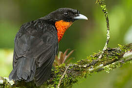 Red-ruffed Fruitcrow