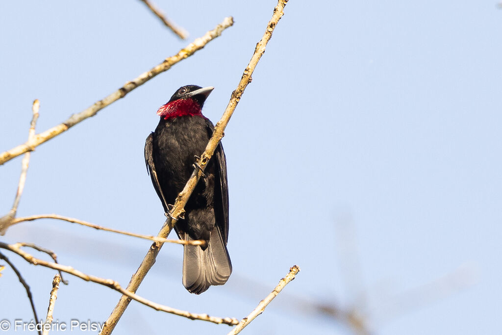 Purple-throated Fruitcrow male