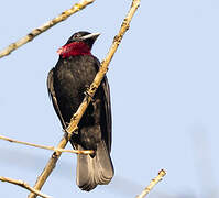 Purple-throated Fruitcrow