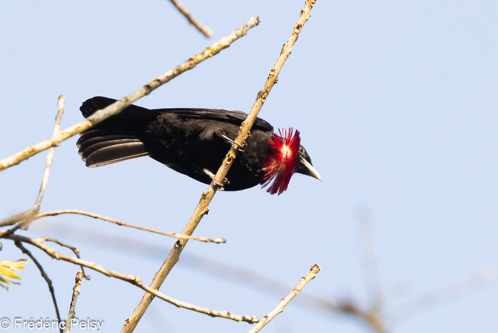 Purple-throated Fruitcrow male