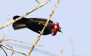 Purple-throated Fruitcrow