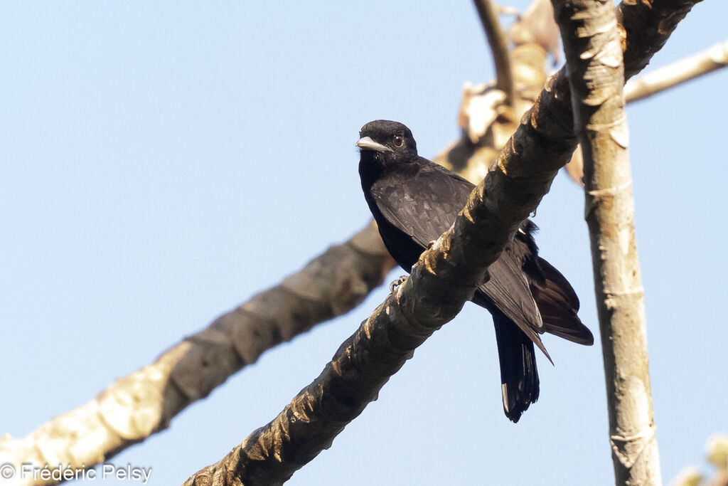 Purple-throated Fruitcrow female