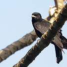 Coracine noire