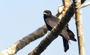 Purple-throated Fruitcrow