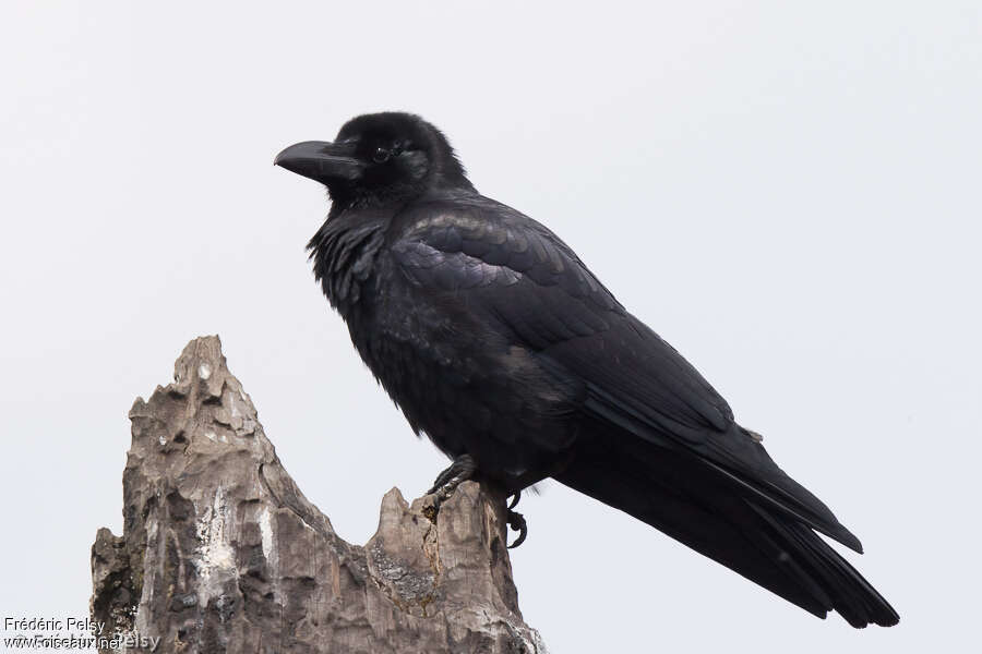 Corbeau à gros bec, identification