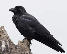 Large-billed Crow