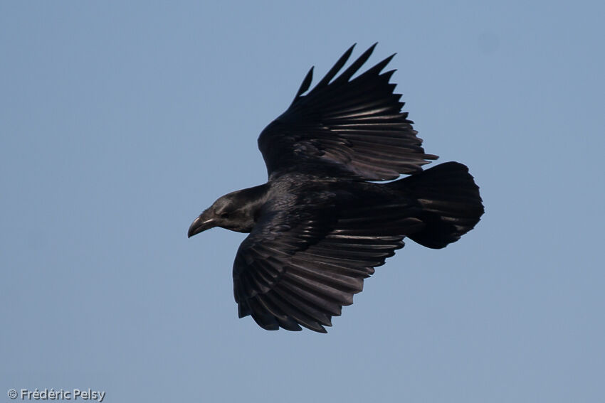 Fan-tailed Raven