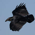Corbeau à queue courte