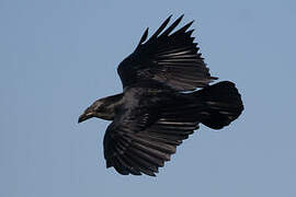 Fan-tailed Raven