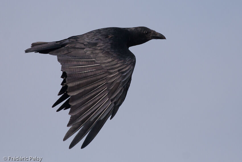 Corbeau à queue courte