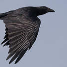 Corbeau à queue courte
