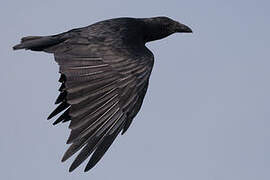 Fan-tailed Raven