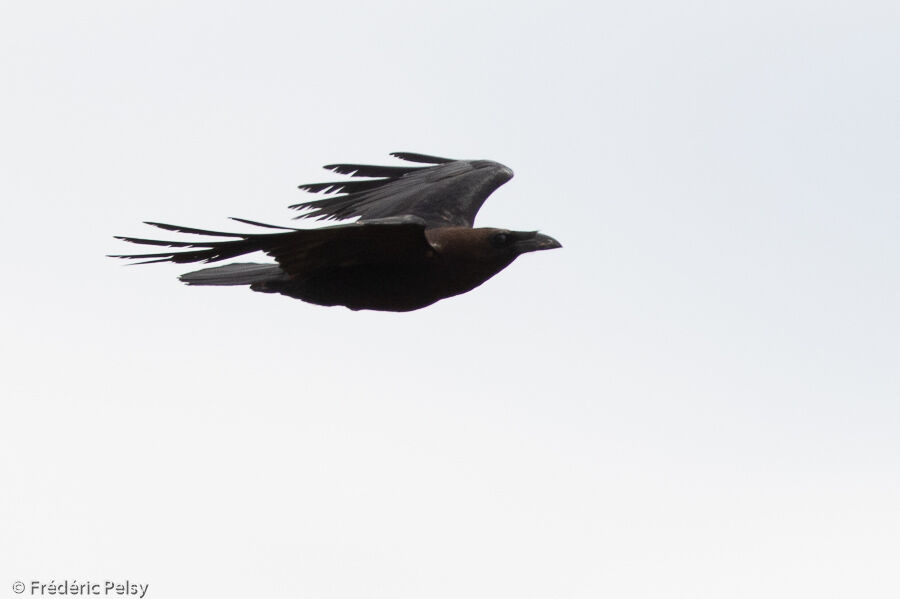 Brown-necked Raven, Flight