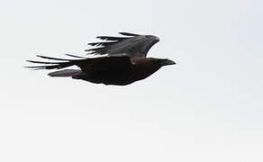 Brown-necked Raven