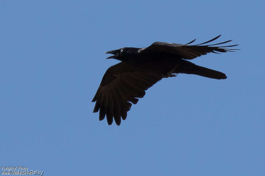 Australian Ravenadult, Flight