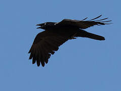 Australian Raven