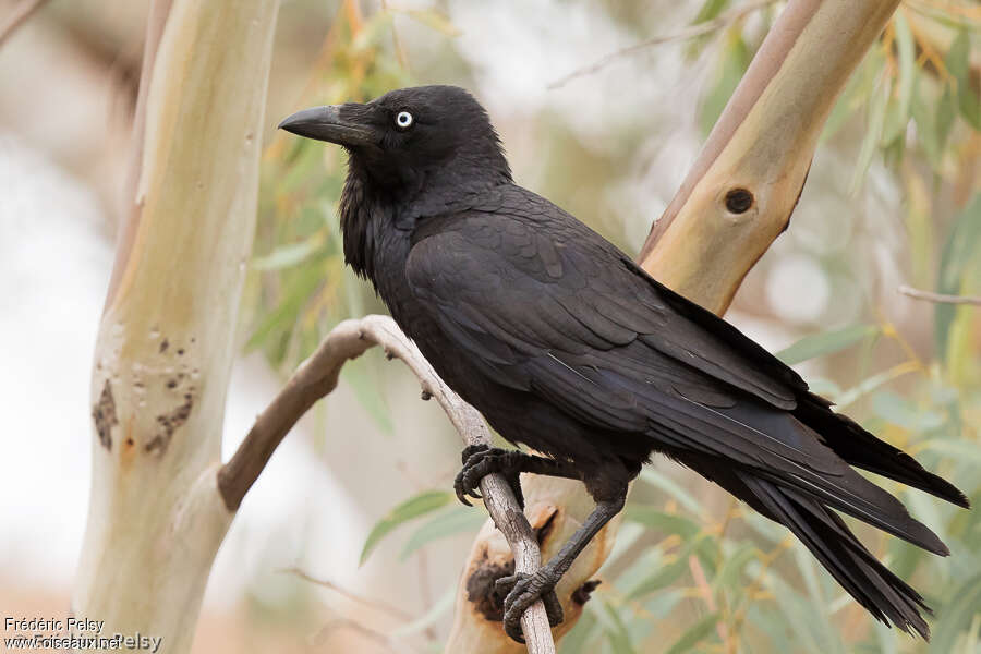 Corbeau d'Australieadulte, identification