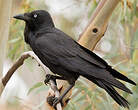 Corbeau d'Australie