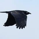 Corbeau d'Australie
