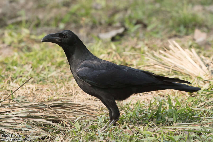 Corbeau de Levaillant