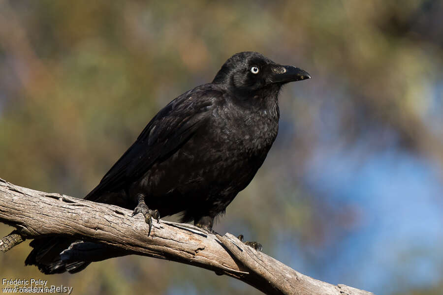 Corbeau de Tasmanieadulte, identification