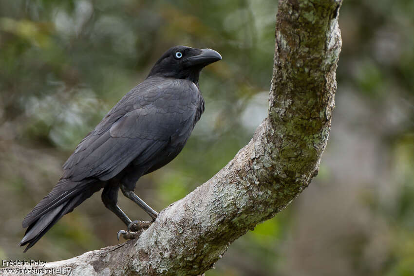 Corbeau de Torresadulte, identification