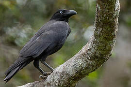 Torresian Crow