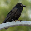 Corbeau de Torres