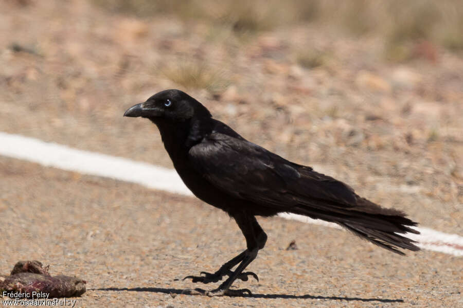 Corbeau du désert