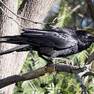 Corbeau du désert