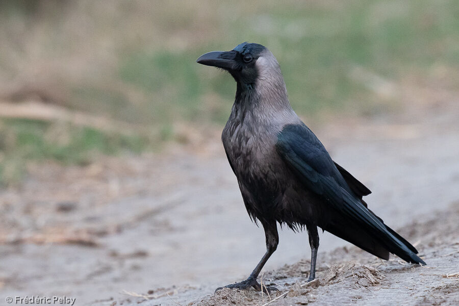 Corbeau familier