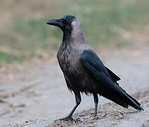 House Crow