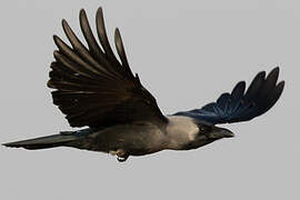 House Crow