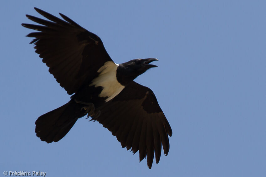 Pied Crowadult