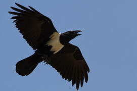 Pied Crow