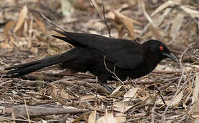 White-winged Chough