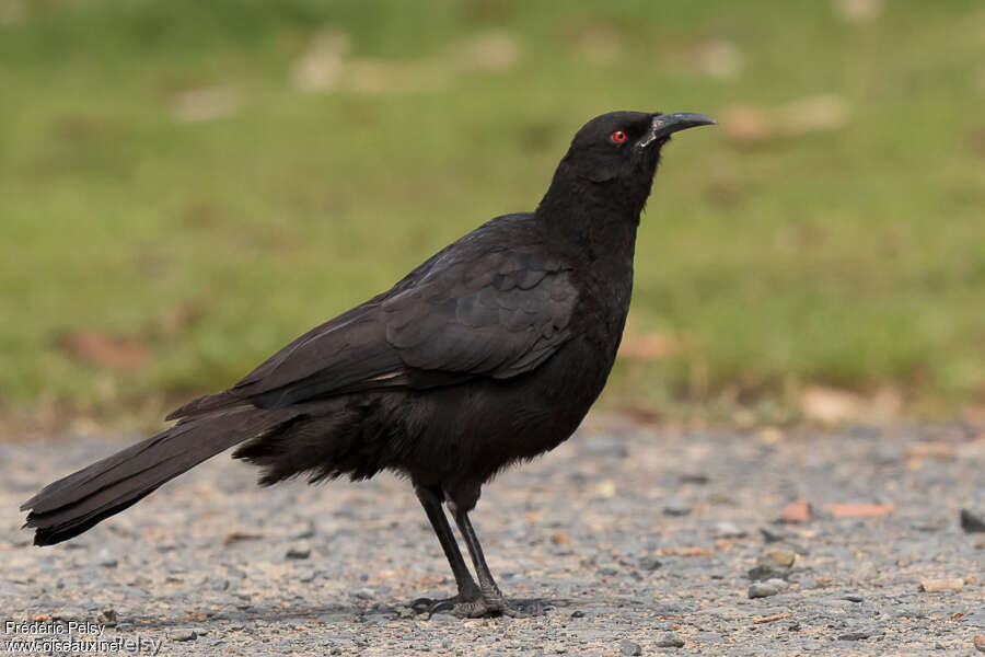 White-winged Choughadult, identification