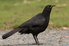 White-winged Chough