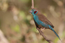 Red-cheeked Cordon-bleu