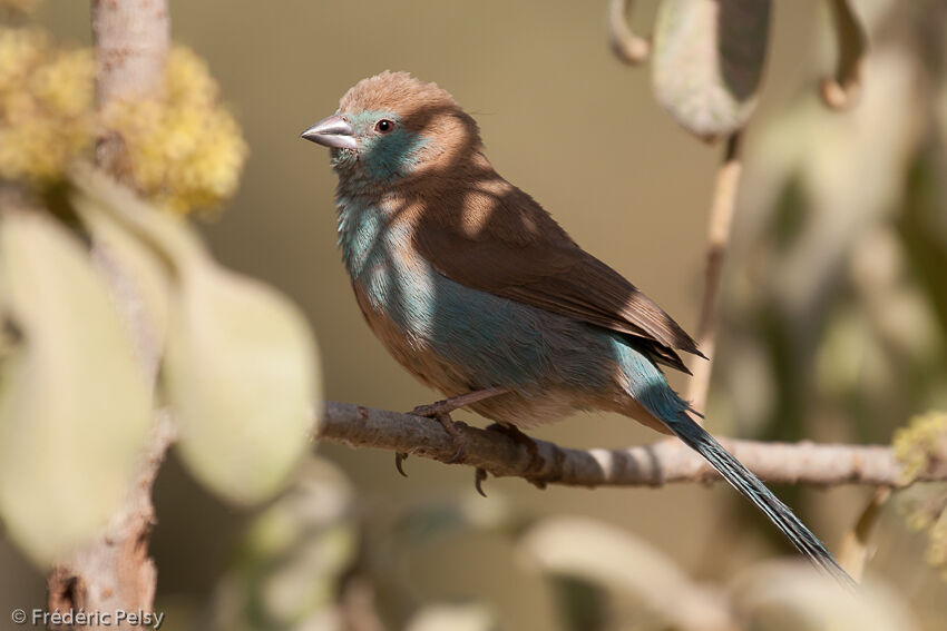 Red-cheeked Cordon-bleu female