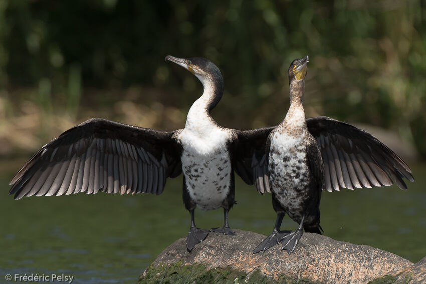 Cormoran à poitrine blanche