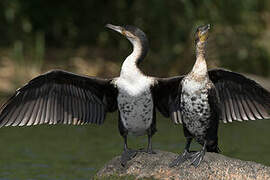 White-breasted Cormorant